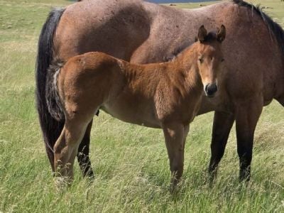 Paddys Gin ACDC JW <BR>AQHA PENDING